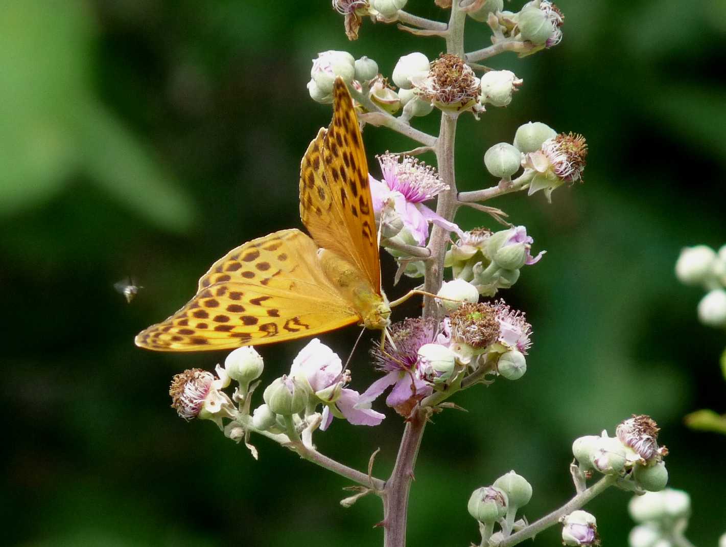 Argynnis paphia?